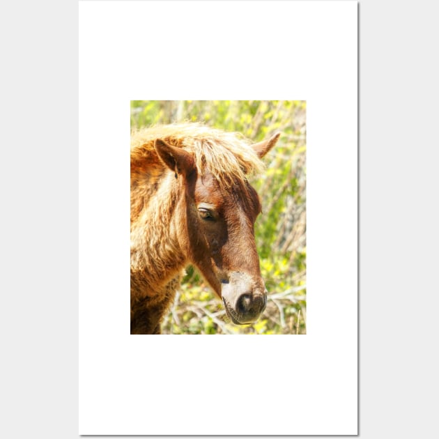 Assateague Pony Wyld Wynds Colt Wall Art by Swartwout